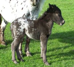 Click for larger image